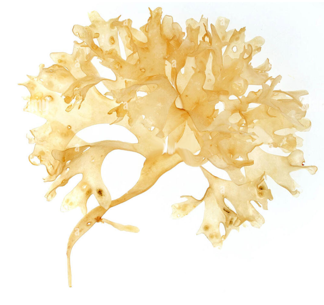 Sea moss
